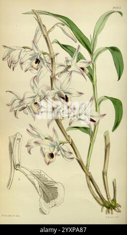 Curtis' botanisches Magazin, London, New York, botanische Illustration, Botanik, Zeitschriften, Bildwerke, Pflanzen ornamental, Curtis, diese elegante Illustration zeigt eine zarte Orchideenart, die sich durch ihre kaskadierenden Blütenstände auszeichnet. Jede Blüte hat komplexe Blütenblätter mit Weißtönen und Lavendelnoten, die von tiefen kastanienbraunen Zentren gekennzeichnet sind. Die botanische Zeichnung enthält detaillierte Darstellungen sowohl der Blumen als auch des Laubs, die die langen grünen Blätter hervorheben, die sich anmutig über den Blüten erheben. Zusätzlich bietet ein separater Abschnitt eine Nahansicht des flo Stockfoto