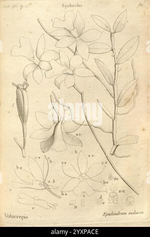 Histoire particuliere des plantes Orchidees recueillies sur les trois iles australes d'Afrique, de France, de Bourbon et de Madagascar, Paris, L'auteur, 1822, Orchidaceae, eine botanische Illustration mit dem Epidendrum Volumcre, die seine zarten Blüten und seine markante Struktur zeigt. Das Bild zeigt verschiedene Teile der Pflanze, einschließlich detaillierter Darstellungen von Blüten, Stämmen und Blättern. Jede Komponente ist sorgfältig mit Buchstaben gekennzeichnet, was eine wissenschaftliche Referenz zur Anatomie der Blüten darstellt. Das Arrangement hebt die Eleganz der Epidendrum-Art hervor und betont ihren flo Stockfoto