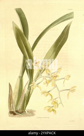 Das Botanische Kabinett, London, John, Arthur, Arch, 1817-1833, eine Illustration der Coelogyne punctulata Orchidee, mit eleganten gelben Blüten, die von einem schlanken Stamm kaskadieren. Die Form der Blüten zeigt zarte, komplizierte Blütenblätter. Die breiten, lang gezogenen Blätter ragen deutlich von der Basis ab und ergänzen die florale Darstellung durch ihre satten Grüntöne. Der Hintergrund unterstreicht die natürliche Schönheit der Orchidee und hebt ihre botanischen Details hervor. Diese Darstellung fängt das Wesen dieser exotischen Pflanze ein und zeigt ihre einzigartigen Eigenschaften und ihren Reiz. Stockfoto