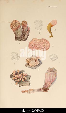 The British Tunicata, London, 1905-12, Sea Squirts, Tunicata, diese visuelle Zusammenstellung zeigt eine Reihe von detaillierten Illustrationen mit verschiedenen Korallen- und Meeresstrukturen. Jedes Element ist nummeriert und als Referenz gekennzeichnet, was die Vielfalt der Formen und Formen in Meeresökosystemen unterstreicht. Unter den Exemplaren befinden sich Anhäufungen von verzweigten Korallen, bauchigen Formationen und einzigartigen Texturen, die das lebendige Leben unter der Meeresoberfläche veranschaulichen. Die sorgfältige Wiedergabe unterstreicht die zarte und komplizierte Natur dieser Organismen und lädt die Zuschauer ein, die zu schätzen Stockfoto