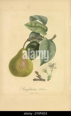 Pomologie francaise, Paris, Langlois et Leclercq, 1846. Arbres Fruitiers Field Guides France Fruit Trees Fruit Culture Fruit Identification Plants, eine Illustration einer Birne, die ihre charakteristische abgerundete Form und strukturierte grüne Haut zeigt. Die Birne wird von zarten Blättern begleitet, die verschiedene Grüntöne aufweisen und die natürliche Schönheit der Komposition erhöhen. Zusätzlich sind kleine Blüten und ein Zweig enthalten, was den botanischen Kontext unterstreicht. Die Beschriftung „Angleterre d’hiver“ zeigt die Vielfalt der Birne an und unterstreicht den Bildungszweck der Illustration. Stockfoto