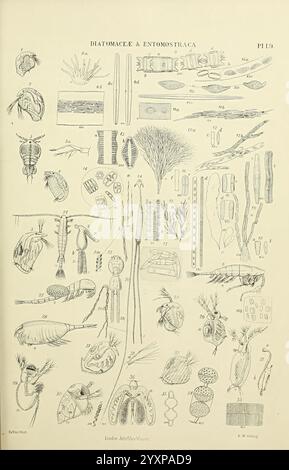 Die, Mikrografik, Wörterbuch, London, J. Van Voorst, 1883, Wörterbücher, Mikroskope, Mikroskopie, Naturgeschichte, eine komplizierte wissenschaftliche Illustration, die verschiedene Arten von Kieselalgen und Entomostracanen zeigt. Das Arrangement enthält detaillierte Darstellungen verschiedener mikroskopischer Organismen, wie langgezogene Kieselalgen mit charakteristischen Mustern, verschiedene Formen von Krebstieren und andere winzige Wassertiere. Jede Probe ist sorgfältig mit entsprechenden Nummern versehen, die einen Verweis auf ihre Klassifizierung geben. Die Zusammensetzung unterstreicht die Diversität des Lebens im Mikroskop Stockfoto