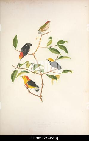 Ornithologie Brésilienne, ou, Histoire des oiseaux du Brésil, Rio de Janeiro, Editeur, Thomas Reeves, [1854-1856], Vögel, Brasilien, Bildwerke, Pipra astrapia, Machaeropterus regulus, östliches gestreiftes Manakin, Pipra erythrocephala, Ceratopipra erythrocephala, goldköpfiges Manakin, Pipra chrysocephala, Ceratopipra rubrocapilla, Rothaariges Manakin, Pipra aureola, Crimson-Kapuzenmanakin, Eine lebendige Illustration von vier verschiedenen Vögeln, die auf einem grünen Zweig thronen. Die Komposition zeigt eine Mischung von Farben, mit zwei Vögeln mit auffälligem gelbem und schwarzem Gefieder, einer mit einem satten Orange Stockfoto