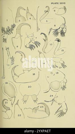 Der Britische Parasit Copepoda, London, 1913. Großbritannien, Parasiten, Fische, Krustentiere, Copepoda, diese Abbildung zeigt eine Sammlung detaillierter wissenschaftlicher Zeichnungen verschiedener anatomischer Strukturen, die wahrscheinlich mit Krebstieren oder Arthropoden zusammenhängen. Die nummerierten Segmente zeigen verschiedene Arten von Anhängen, Klauen und Unterkiefern und zeigen komplizierte Formen und Merkmale. Jede Zeichnung hebt die einzigartigen Merkmale und Variationen dieser Strukturen hervor und dient als Referenz für biologische Studien und Klassifizierungen. Die Anordnung ermöglicht den Vergleich und die Analyse der verschiedenen Formen Stockfoto