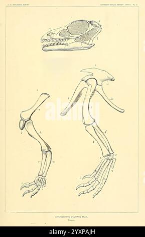 Die, Dinosaurier, von, Nordamerika, Washington, Regierung, Druck, Aus, 1896, Dinosaurier, Eine wissenschaftliche Illustration, die die Skelettstruktur des Reshachiurus collurus zeigt und die detaillierte Anatomie des Schädels oben, neben der Vordergliedmaße und den Beinknochen unten zeigt. Jeder Teil ist mit Buchstaben gekennzeichnet, um spezifische Knochen und ihre Anordnung zu kennzeichnen, was einen lehrreichen Einblick in die Morphologie dieser Art gibt. Die Abbildung zeigt die Komplexität des Skelettsystems und trägt zu Studien in der vergleichenden Anatomie und Paläontologie bei. Stockfoto