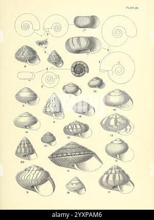 Handbuch der neuseeländischen Mollusca Wellington, N.Z, J. Mackay, govt. Drucker, 1913-1915 neuseeländische Weichtiere laomaelaiodes endodontamoussoni endodontavortex laomamariae laomaelevata laomaleimonias laomapirongiaensis laomafrancesci nzspecies endodontahuttoni laomaallochroida laomaariel laomaconella, Eine Sammlung verschiedener Muschelformen und -Strukturen, die Eine vielfältige Vielfalt an Meereslebewesen zeigt. In der Abbildung werden mehrere Arten von Schalenelementen dargestellt, von denen jede einzelne einzelne Form, Muster und Texturen aufweist. Entsprechend nummeriert, reichen die Schalen von spiralförmigen Formen bis hin zu mehr konischen und abgerundeten Sorten, hoch Stockfoto