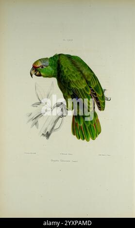 Iconographie des perroquets, Paris, P. Bertrand, 1857, Bird, Vögel, Papageien, Papageien, Bildwerke, beliebte Werke, amazona festiva, festlicher Papagei, Eine lebendige, detailreiche Abbildung eines Papageeiens auf einem Ast, das sein markantes smaragdgrünes Gefieder zeigt. Der Kopf des Vogels ist zur Seite gedreht und zeigt einen markanten Schnabel und markante Markierungen auf seinem Gesicht. Die Flügel zeigen einen Farbverlauf satter Grüntöne, während die komplizierten Muster den Federn Tiefe verleihen. Der Papagei ist umgeben von Laub, was die natürliche Umgebung unterstreicht. Das Kunstwerk fängt das Wesen des Vogels ein Stockfoto