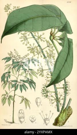 Curtis's Botanical Magazine London New York usw. Botanische Illustration Botanik Zeitschriften Bildwerke Pflanzen Ornamental Curtis, die Illustration zeigt eine botanische Studie mit einer Pflanze mit großen, langen Blättern und schlanken Stämmen. Die zentrale Pflanze ist mit mehreren Zweigen dargestellt, die kleine, zarte Blüten zeigen, die aus den Stämmen hervorgehen. Unter der Hauptpflanze heben mehrere detaillierte Zeichnungen spezifische Merkmale hervor: Eine Nahaufnahme einer Blume, eine Fruchtstruktur und andere relevante botanische Elemente, die alle sorgfältig beschriftet sind. Diese Komposition dient als Comprehen Stockfoto