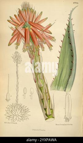 Curtis's Botanical Magazine London, New York Botanical Illustration Botany Periodicals Pictorial Works Plants Ornamental Curtis Aloe Plant Sukkulent, das Kunstwerk zeigt eine detaillierte botanische Illustration einer lebendigen blühenden Pflanze, die eine komplexe Anordnung von langen, röhrenförmigen Blüten in Rot- und Orangentönen zeigt. Die Blüten sind an der Spitze eines hohen, schlanken Stiels angesammelt, der mit mehreren grünen, stacheligen Blättern verziert ist, die von der Basis abragen. Daneben zeigt die Darstellung eines Blattschnitts seine zerklüfteten Kanten und die strukturierte Oberfläche. Die sanften Kurven und Linien in der Komposition Highli Stockfoto