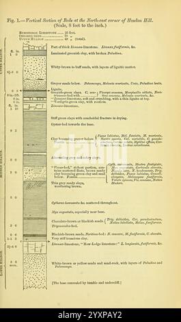 Die vierteljährliche Zeitschrift der Geological Society of London. v. 37 (1881). London, Geologie, Periodika, diese Illustration zeigt einen geologischen Querschnitt der nördlichsten Ecke des Haddon Hill und zeigt verschiedene Bodenschichten und andere geologische Merkmale, die in einer Tiefe von fünf Fuß gefunden wurden. Die Zeichnung hebt verschiedene Schichten hervor, darunter weißlich-braune lose Sande, gräuliche Sande und Mischungen von Ton mit Schichten lignitischer Materie. Jede Schicht ist sorgfältig beschriftet, um ihre Zusammensetzung anzugeben, z. B. „gräuliche Sande“ und „gelbliche Sande“ sowie zusätzliche Beschreibungen wie „“ Stockfoto