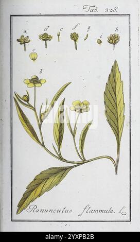 Icones plantarum medicinalium. Nürnberg, auf Kosten der Raspischen Buchhandlung, 1779-1790. Botanische, medizinische, Pictorial Works, die Illustration zeigt eine detaillierte botanische Studie der Ranunkulus Flammula, allgemein bekannt als die Butterblume. Abgebildet ist ein Stiel mit markanten, tief gelappten Blättern und mehreren Blumenköpfen. Die Blüten weisen eine schalenförmige Silhouette auf, die sich durch ihre hellgelben Blütenblätter auszeichnet. Über der Hauptpflanze zeigen kleinere Zeichnungen die einzelnen Blütenstrukturen und geben so einen weiteren Einblick in die reproduktive Anatomie der Art. Jedes Element ist akribisch Stockfoto