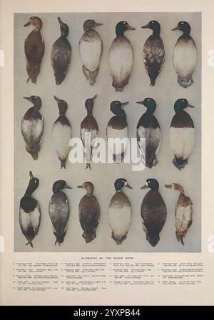 Briten, Tauchen, Enten, London, Longmans, Green and Co, 1913, Vögel, Enten, Großbritannien, die Ausstellung zeigt eine Reihe von sorgfältig angeordneten Illustrationen, die verschiedene Exemplare der Stechente zeigen. Jedes Exemplar wird als Profil präsentiert, das die charakteristischen Merkmale wie Gefieder-Färbung, Größe und Form deutlich hervorhebt. Die Abbildungen erstrecken sich über mehrere Zeilen und bieten eine umfassende visuelle Untersuchung der Art. Unterhalb der Abbildungen enthält der informative Text Details zu jedem Exemplar, einschließlich wissenschaftlicher Namen, geografischer Verteilung und bemerkenswerter Merkmale Stockfoto