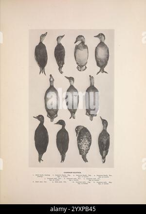 Briten, Tauchen, Enten, London, Longmans, Green and Co, 1913, Vögel, Enten, Großbritannien, Bildwerke, Eine Reihe von Illustrationen, die verschiedene Arten von gemeinen Scotern zeigen, in einem Gitterformat dargestellt. Die Anordnung hebt die Unterschiede im Gefieder und in der Körperform der Vögel hervor. Jede Probe ist mit ihrem jeweiligen Namen und den dazugehörigen Details gekennzeichnet, um Einblicke in ihre Merkmale und Klassifizierungen zu erhalten. Das klar strukturierte Layout unterstreicht die Vielfalt dieser Wasservögel, die oft in nördlichen Regionen zu finden sind und für ihr unverwechselbares Aussehen und ihren Lebensraum bekannt sind Stockfoto