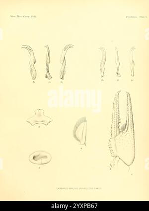 Notizen zu den Flusskrebsen im United States National Museum und dem Museum of Comparative Zoology, Cambridge, USA, 1914, Flusskrebse, Krustentiere, Taxonomie: trinomial = cambarus immunis spinirostris, en Fischer, die Abbildung zeigt verschiedene anatomische Merkmale und Strukturen, die mit einer Krustentierart, insbesondere einem Mitglied der Gattung Cambarus, zusammenhängen. Es enthält beschriftete Darstellungen verschiedener Anhängsel, die wahrscheinlich ihre Form und Funktion betonen. Die Anordnung hebt die Feinheiten der Morphologie hervor und konzentriert sich sowohl auf die äußeren als auch auf die internen Komponenten. Jedes Teil Stockfoto