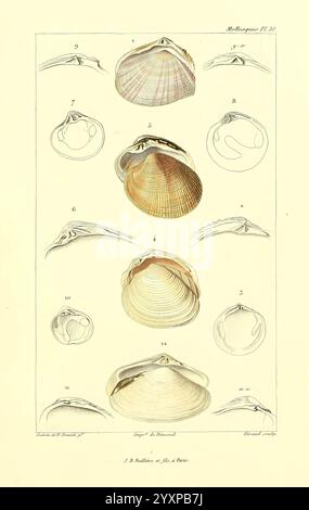 Les Mollusques, Paris, J. B. Baillière, 1868, Mollusken, Klassifizierung zeigt die Abbildung eine Sammlung aufwändig gestalteter Schalen, die jeweils zur Identifizierung nummeriert und beschriftet sind. Die Muscheln weisen verschiedene Formen und Muster auf und zeigen die Vielfalt der Meereslebewesen. Die Anordnung umfasst sowohl die dorsale als auch die ventrale Ansicht jedes Exemplars, wodurch ihre einzigartigen Merkmale hervorgehoben werden. Die Zahlen 1 bis 12 entsprechen verschiedenen Arten und bieten einen Einblick in die Schönheit und Komplexität der Weichtiere. Diese detaillierte Darstellung dient als wissenschaftliche Untersuchung dieser natürlichen Formen und betont die Stockfoto