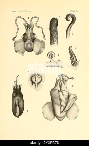 Die Cephalopoda der hawaiianischen Inseln Washington, Govt. Print, 1914 Cephalopoda, Hawaii, Mollusken, Stoloteuthis Iris, Iridoteuthis Iris, Tintenfisch, Regenbogen, Bobtail, Hawaiiensis Bobtail, rainbow Bobtail Tintenfisch, ika, mūheʻe, Heteroteuthis hawaiiensis, Eine detaillierte Illustration, die verschiedene Kopffüßarten und ihre anatomischen Strukturen zeigt. Das Bild zeigt markierte Figuren, die charakteristische Merkmale wie Kopf, Arme und spezielle Anhängsel hervorheben, die für diese Meeresbewohner typisch sind. Jede Zahl entspricht einer anderen Probe, so dass sie verglichen und untersucht werden kann Stockfoto