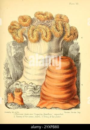 Populär, Geschichte, von, Aquarium, von Meeres- und Süßwassertieren, und Pflanzen, London, Lovell, Reeve, 1857, Aquarien, Süßwasser, Biologie, Geschichte, Marine, Biologie, Woodshole, Anemone, Sagartia, dianthus, Plumose, Anemone, Eine detaillierte Illustration mit zwei verschiedenen Arten von Meeresanemonen. Die erste Varietät, die links dargestellt wird, zeigt eine große, helle Struktur mit lebhaften, langen Tentakeln, die sich nach außen erstrecken, was auf einen Zustand der Expansion hindeutet. Die Tentakel wirken üppig und Rüschen, was ihre Rolle bei der Beute zeigt. Daneben eine kleinere, abgerundete Form in einem reichen Re Stockfoto