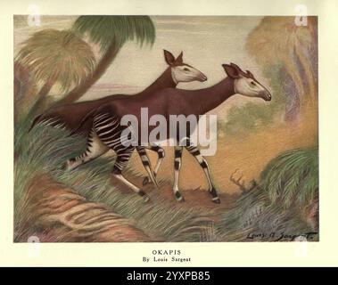 Die wilden Tiere der Welt, London, [1909?], Okapi, Zoologie, Tierverhalten okapi johnstoni, Louis Augustus Sargent, Eine skurrile und fantasievolle Darstellung eines Okapi, die die einzigartige Mischung seiner zebraartigen Streifen und des Körpers einer Giraffe zeigt. Vor einem lebendigen, farbenfrohen Hintergrund, der auf eine üppige, tropische Umgebung hinweist, wird die Kreatur mit einer anmutigen Haltung dargestellt, die ein Gefühl von Eleganz und Geheimnis weckt. Das Zusammenspiel der Farben verstärkt die fantastische Natur des Stücks und lädt die Beobachter ein, die Schönheit dieses seltenen Tieres zu schätzen. Stockfoto