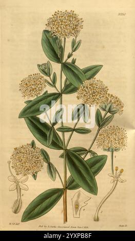 Curtis's Botanical Magazine London New York Botany Periodicals Pictorial Works Curtis Australia Pimelea Hypericina Pimelea Ligustrina, die Illustration zeigt eine botanische Studie einer blühenden Pflanze mit einer detaillierten Darstellung ihrer Blätter, Blumenhaufen und einzelnen Blüten. Die Blätter sind gestreckt und haben eine glatte Textur, die in einem wechselnden Muster entlang des Stiels angeordnet ist. Jedes Blütenbündel besteht aus kleinen, zarten Blüten mit komplizierten Blütenblättern, umgeben von einem Kranz aus grünen Sepalen. Zusätzlich gibt es eine Nahaufnahme einer einzelnen Blume und eines repräsentativen d Stockfoto