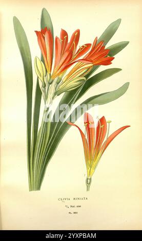 Lieblings-, Blumen-, Garten- und Greenhouse, London und New York, Frederick, Warne & Co, 1896-97, Frankreich, 19. Jahrhundert, Icones, Blumenzucht, Chromolithographie, Pflanzen, Zierpflanzen, die Illustration zeigt Clivia miniata, eine auffällige blühende Pflanze, die sich durch ihre leuchtenden Cluster röhrenförmiger oranger und gelber Blüten auszeichnet. Die zentrale Gruppe zeigt die Blumenstruktur der Pflanze und hebt die langen Blütenblätter hervor, die sich elegant verjüngen. Umgeben von langen, bogenförmigen grünen Blättern, die eine üppige Kulisse für die feurigen Blüten bieten. An der Seite befindet sich eine detaillierte Darstellung eines Stockfoto