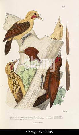 Monographie des picidés, ou Histoire naturelle des picidés, picumninés, yuncinés ou Torcols, Metz, Typ. De J. Verronnais, 1861-62, Vögel, Picidae, Bildwerke, diese Abbildung zeigt eine Gruppe von Vögeln, die auf einem knorrigen Baumzweig thront und eine Vielzahl von Arten zeigt. Zwei Vögel sind im Profil zu sehen, mit charakteristischem Gefieder und Schnabelform. Der erste Vogel ist mit einem leuchtenden gelben und braunen Farbmuster geschmückt, während der zweite einen kräftigen Rot- und Braunton aufweist. Unter ihnen ist ein weiterer Vogel mit gedrehtem Kopf dargestellt, der eine hellere Färbung aufweist. Leaves, die die Verzweigung umgeben, fügen einen hinzu Stockfoto