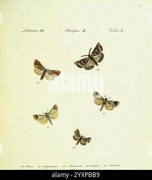 Hubner's, papilio, S.l, s.n, 1796-1841, lepidoptera, die Illustration zeigt eine Sammlung von fünf verschiedenen Mottenarten, jede mit Bedacht angeordnet, um ihre einzigartigen Muster und Farben hervorzuheben. Jede Motte ist akribisch detailliert dargestellt und zeigt Merkmale wie Flügelformen und komplizierte Markierungen. Unter den Falter gibt eine Tabelle ihre wissenschaftlichen Klassifizierungen, einschließlich Gattung und Artennamen, zusammen mit zusätzlichen Informationen über ihre natürlichen Lebensräume. Das Design betont botanische Illustrationstechniken, verschmilzt Kunstfertigkeit und wissenschaftliche Beobachtung. Die Mo Stockfoto