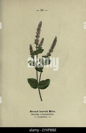 Wayside and Forest blüten, London, F. Warne, 1895, Großbritannien, Wildblumen, Identifizierung, Botanik, Mentha rotundifolia, Eine botanische Illustration mit der Rundblättrigen Münze, wissenschaftlich bekannt als Mentha rotundifolia. Das Kunstwerk zeigt längliche Blütenstacheln, die mit kleinen lila Blüten verziert sind, die auf üppig grünen Blättern mit einer abgerundeten Form stehen. Die detaillierte Darstellung hebt die Textur und Form der Pflanze hervor, begleitet von einer markierten wissenschaftlichen Nomenklatur und Klassifizierung in der Familie der Labiatae. Stockfoto