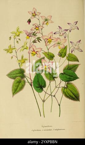 Annales de la Société royale d'Agriculture et de botanique de Gand, Gand, Société royale d'Agriculture et de botanique, 1845-1849, Botanik, Gartenbau, Gesellschaften, Blumen, Epimedium, Eine wunderschöne Anordnung verschiedener Orchideenarten, die zarte pastellfarbene Blüten von blassgelb bis zart rosa und weiß zeigt. Jede Blüte weist komplizierte Muster und Formen auf, ergänzt durch üppig grüne Blätter, die lebendige Adern und Texturen zeigen. Die Komposition unterstreicht die natürliche Eleganz der Orchideen, wobei einige Blüten in voller Blüte stehen, während andere sich in verschiedenen Stadien der Öffnung befinden. T Stockfoto