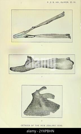 Proceedings of the Zoological Society of London, London, Academic Press, Zoologie, Zeitschriften, Zoologie zeigt die Ausstellung drei verschiedene Skelettreste, die wahrscheinlich verschiedene fossile Knochen von Walen darstellen, die in den Gewässern um Neuseeland gefunden wurden. - Der erste Punkt, der oben positioniert ist, ähnelt einem langen, schlanken Knochen, der Teil einer Wirbelstruktur oder einer Gliedmaßenstruktur sein kann. Seine langgezogene Form deutet auf seine Funktion zur Unterstützung des aquatischen Lebensstils des Tieres hin. - Das zweite Exemplar in der Mitte zeigt eine robustere Struktur, die möglicherweise eine Rippe darstellen könnte Stockfoto
