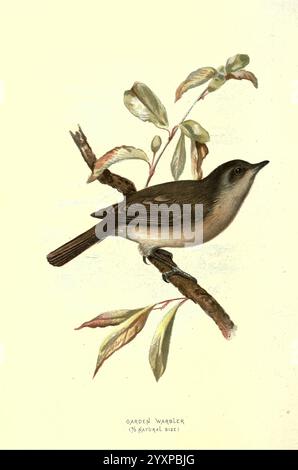 Vertraut Wild Birds London New York Cassell 1883 Birds Wörterbücher Bildwerke Sylvia Bornean Garden Planbler Ornithology Walters Ways Land, Ein Gartenlauber, der anmutig auf einem schlanken Zweig mit zarten grünen Blättern thront. Der Vogel hat eine sanfte, gedämpfte Färbung mit Brauntönen und hellem Grau, die sich harmonisch in seine natürliche Umgebung einfügen. Der abgerundete Körper und der leicht geschwungene Schnabel spiegeln seine Anpassungsfähigkeit wider, während die feinen Details der Federn präzise erfasst werden. Unter der Abbildung ist die Art als „Gartenfresser“ gekennzeichnet, wie sie darauf vermerkt ist Stockfoto