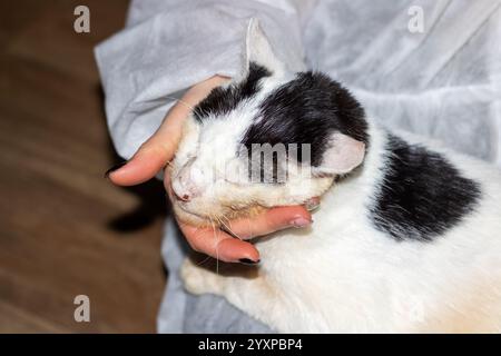 Eine Person hält sanft eine wunderschöne schwarz-weiße Katze, die ihre markanten Markierungen und ihr flauschiges Fell in den Händen zeigt Stockfoto