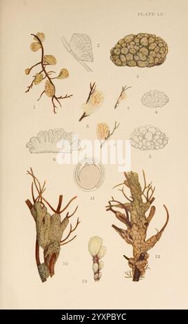 The British Tunicata, London, 1905-12, Sea Squirts, Tunicata, diese Abbildung zeigt eine Vielzahl von Flechtenexemplaren, nummeriert von 1 bis 13. Jedes Exemplar ist sorgfältig detailliert, mit unterschiedlichen Texturen und Formen. Die ersten Exemplare weisen komplizierte Verzweigungsmuster und charakteristische Formen auf, während andere einzigartige Oberflächeneigenschaften aufweisen. Die nummerierten Abbildungen enthalten auch Querschnitte und Draufsichten, die Einblicke in die Strukturen der Flechten geben. Insbesondere die Vielfalt der Farben und Muster unterstreicht die Komplexität dieser Organismen und betont ihr Öko Stockfoto