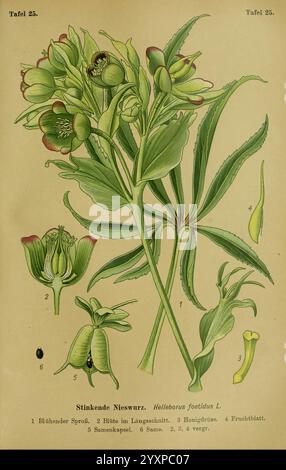 Die, Giftpflanzen, Deutschland, Braunschweig, F, Vieweg, 1910, Deutschland, giftig, Pflanzen, eine botanische Illustration mit dem Helleborus foetidus, allgemein bekannt als der stinkende Helleborus. Die Zusammensetzung umfasst mehrere gekennzeichnete Teile der Anlage Stockfoto