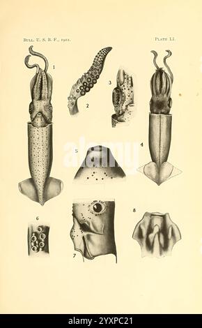 Die Cephalopoda der hawaiianischen Inseln. Washington, Govt. Drucken, 1914. cephalopoda, Hawaii, Weichtiere, Abralia astrosticta, Abralia, Astrobralis astrosticta, Tintenfisch, mūheʻe, mūheʻe, diese detaillierte Illustration zeigt verschiedene Formen von Kopffüßern und zeigt ihre einzigartigen anatomischen Strukturen. Es enthält beschriftete Darstellungen eines Tintenfisches mit seinem langgestreckten Körper und seinen unterschiedlichen Tentakeln, verschiedene Ansichten, die ihre physischen Eigenschaften hervorheben, und detaillierte Untersuchungen ihrer Arme und Sauger. Jeder nummerierte Abschnitt bietet einen Einblick in die Morphologie dieser Meeresbewohner und betont die Stockfoto