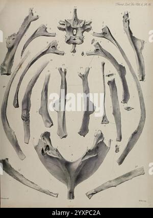 Transaktionen der Zoological Society of London, London, veröffentlicht für die Zoological Society of London von Academic Press, Zoology, zeigt das Bild eine detaillierte Darstellung verschiedener Skelettkomponenten, die wahrscheinlich die Anatomie einer bestimmten Spezies darstellen. Es enthält eine Sammlung von Wirbeln, Rippen und Extremitätenknochen, die in organisierter Weise angeordnet sind. Jedem Knochen werden Nummern zugewiesen, die ihre Identifikation als Referenz angeben. Die Skelettelemente scheinen akribisch gerendert zu sein und zeigen die strukturellen Details und Morphologie der Knochen. Diese visuelle Darstellung dient als educ Stockfoto