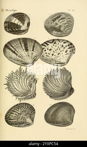 Le Conchyliologiste Universel, ou, Figures des Coquilles Jusqu'à Présent Inconnues Recueillies en Divers Voyages a la Mer du Sud Depuis l'Année 1764, Paris, A. Franck, Libraire-Editeur, 1845, Weichtiere, Bildwerke, Eine Sammlung von kunstvoll illustrierten Muscheln, die verschiedene Arten zeigen. Jede Schale weist einzigartige Texturen, Muster und Formen auf, von glatten und polierten Oberflächen bis hin zu geriffelten und stacheligen Oberflächen. Das Sortiment umfasst sowohl Zweiventilen als auch Gastropoden, was die Vielfalt der Meereslebewesen unterstreicht. Die detaillierten Darstellungen unterstreichen die natürliche Schönheit und Komplexität dieser Muscheln, ce Stockfoto