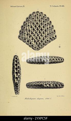 Paris Chez l'auteur 1840-1894 France Paläontologie Jurassic Tertiary Kreidezeit Paläobotanik Mollusken Fossilien Seeigel Fossilien Fossilien Fossilien Fossilien Fossilien Fossilien Fossilien Fossilien Fossilien Fossilien Fossilien Die detaillierten Darstellungen heben die komplizierten Muster und Perforationen hervor, die für diese Art charakteristisch sind, und bieten Einblicke in ihren alten Meereslebensraum. Jede Ansicht betont die einzigartige Textur und Morphologie, was zum Verständnis der Korallenbildung während der Kreidezeit beiträgt. Die wissenschaftliche Kennzeichnung Stockfoto