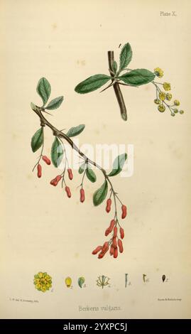 Die Flora Homoeopathica London Leath & Ross 1852-1853 Botanik Homöopathie Bildwerke Berberis vulgaris botanisches medizinisches Material medica Gemüsemateria medica und Therapeutika, diese Illustration zeigt eine detaillierte Darstellung der Berberis vulgaris Pflanze, allgemein bekannt als Berberitze. Sie zeigt die charakteristischen Zweige mit grünen Blättern und kleinen gelben Blüten. Das Bild zeigt auch rote Beeren, die an den für diese Art charakteristischen Stämmen hängen. Unter der Hauptabbildung befinden sich Zeichnungen mit einzelnen Blumenstrukturen und einem Paar Blätter, Stockfoto