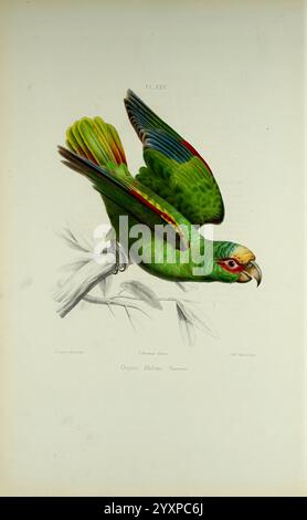 Iconographie des perroquets, Paris, P. Bertrand, 1857, Bird, Vögel, Papageien, Papageien, Bildwerke, beliebte Werke, Pionus senilis, ein weiß gekrönter Papagei, ein aufwendig illustrierter Papagei mit leuchtenden grünen Federn, die mit gelben, blauen und roten Farbtupfern verziert sind. Der Vogel wird in der Mitte des Fluges dargestellt, mit ausgestreckten Flügeln und einem leicht offenen Schnabel, der ein Gefühl von Bewegung und Vitalität vermittelt. Es thront auf einem Ast, umgeben von zartem Laub, das seinen natürlichen Lebensraum hervorhebt. Dieses Kunstwerk fängt das detailreiche Gefieder des Papageiens und die Eleganz seiner Form ein Stockfoto