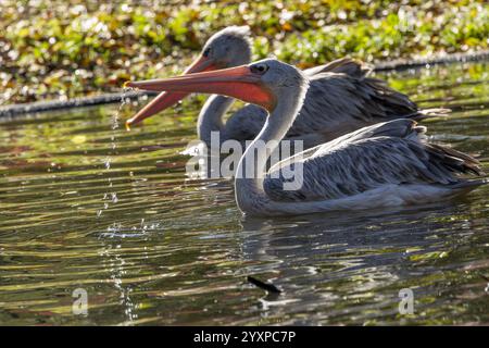 Der dalmatinische Pelikan, ein großer Feuchtvogel, ernährt sich von Fischen. Fotografiert in Madrid, Spanien, in der Nähe des Wassers. Stockfoto