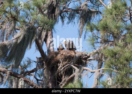 Erwachsener Weißkopfseeadler im Nest mit ihrem Baby. Stockfoto