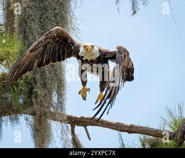 Der Weißkopfseeadler fliegt von einem Baum. Stockfoto