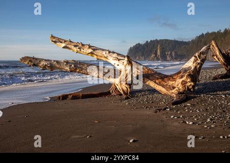 WA25958-00...WASHINGTON - Treibstämme, die am Rialto Beach in der Nähe von Hole-in-the Wall an der Pazifikküste zusammenhängen. Stockfoto