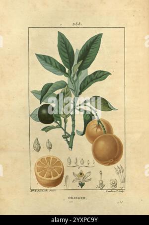 Flore médicale, Paris, Imprimerie de C.L.F. Panckoucke, 1828-1832, 1833, Botanik, botanische Medizin, Kupferstich, Frankreich, grafische Medien, handkoloriert, Kräuter, materia medica Gemüse, Bildwerke, Pflanzen, Eine botanische Illustration, die die Orangenpflanze zeigt, mit einer detaillierten Darstellung der Blätter, Reifen Früchte und des Querschnitts einer Orange. Um den zentralen Zweig herum sind kleinere Darstellungen von Samen und Blumen zu sehen, die verschiedene Aspekte des Lebenszyklus der Pflanze hervorheben. Die detaillierte Darstellung betont die Textur der Blätter und die charakteristischen Merkmale der Orange Stockfoto