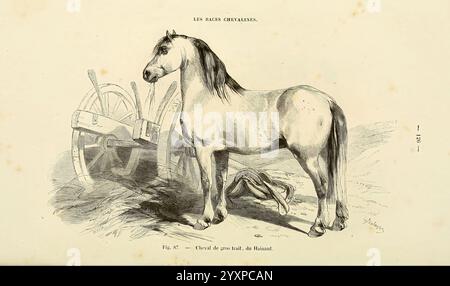 La connaissance générale du Cheval atlas Paris Didot 1861 Horses, Eine detaillierte Abbildung mit einem robusten Pferd steht neben einem alten, verwitterten Wagenrad. Das Pferd, das sich durch seine starke Bauweise und seine ausgeprägte Mähne auszeichnet, blickt aufmerksam auf den Betrachter zu. Im Hintergrund sind Hinweise auf Gras und zusätzliche Komponenten des Wagens zu sehen, die die ländliche Umgebung bereichern. Die Komposition hebt die Bedeutung der Pferdefigur und den historischen Kontext des landwirtschaftlichen Lebens hervor. Die Illustration ist mit Text verziert, der einen Hinweis auf Pferderassen gibt, was auf den Zweck der Erziehung innerhalb eines HI hindeutet Stockfoto