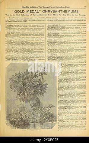 Verschönern Sie Ihre Häuser, Springfield, Ohio, Baines, [1918], Blumen, Rosen, Samen, Kataloge, Zierpflanzen, Blumenzwiebeln Pflanzen, Handelskataloge, Saatgutindustrie und -Handel, Gartengeschichten, die Seite zeigt eine Werbung für eine Vielzahl von Chrysanthemen, die als „Gold Medal Chrysanthemen“ markiert sind. Es betont, dass diese Kollektion die beste ist, die von jedem Unternehmen des Landes angeboten wird. Der Text enthält eine detaillierte Beschreibung der verschiedenen Arten von Chrysanthemen, die verfügbar sind, und zeigt ihre einzigartigen Eigenschaften und ansprechenden Attribute. Eine Illustration unten zeigt eine Schönheit Stockfoto