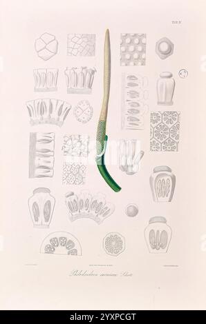 Icones Aroidearum, Vindobonae, 1857, Araceae, Bildwerke, Aroids, Philodendron eximium, die Illustration zeigt ein zentrales botanisches Exemplar – eine detaillierte Darstellung der Pflanze Rhabdadenia arenaria. Dieses Exemplar umgibt verschiedene komplexe Darstellungen von Pflanzenstrukturen, einschließlich Querschnitten und verschiedenen Formen von Zellmustern. Der grüne Teil des zentralen Exemplars steht im Kontrast zu der feinen Linienarbeit und der Schattierung der umgebenden Elemente und zeigt die vielfältigen morphologischen Merkmale und Texturen der botanischen Anatomie. Diese Komposition hebt die Schönheit und das Kommunizieren hervor Stockfoto