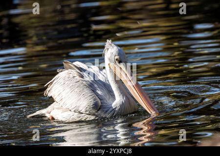 Der dalmatinische Pelikan, ein großer Feuchtvogel, ernährt sich von Fischen. Fotografiert in Madrid, Spanien, in der Nähe des Wassers. Stockfoto