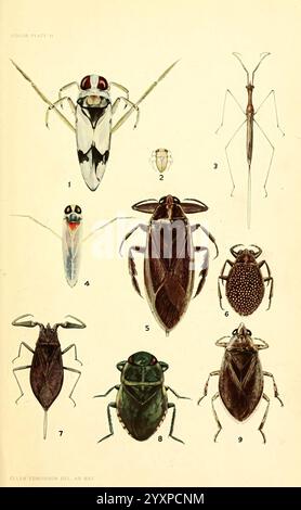 Die, Biologie und, Ökologie, von, aquatisch und halbaquatisch, Hemiptera, Lawrence, Kan, 1919, hemiptera, aquatisch, Käfer, notonecta undulata, Rückschwimmer, Neoplea striola, Waterskorpion, Ranatra, buenoamargaritacea, Riesenwasserwanze, elektrische Lichtwanze, benacus griseus, abedus, Taxonomie, Binomial = nepa apiculata, kriechender Wasserkäfer, Pelocoris carolinensis, Belostoma flumineum, eine pädagogische Illustration mit einer Reihe von Insekten, die alle sorgfältig detailliert und gekennzeichnet sind. Das Arrangement umfasst eine Vielzahl von Arten, die ihre unterschiedlichen Formen und Strukturen zeigen. Insekt 1 ist eine auffällige Spinne mit Stockfoto