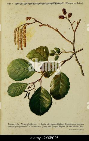 Pflanzen der Heimat Leipzig, Quelle und Meyer, 1913, Deutschland, Bildwerke, Pflanzen, der New York Botanical Garden, Alnus glutinosa, die Illustration zeigt eine detaillierte Darstellung der schwarzen Erle, wissenschaftlich bekannt als Alnus glutinosa. Auf der einen Seite ist eine Nahaufnahme des Zweiges mit seinen charakteristischen Blättern zu sehen, die breit und an den Kanten gezackt sind und ihren satten grünen Farbton hervorheben. Neben den Blättern hängen kleine Katzetten, die die Fortpflanzungsstrukturen des Baumes sind, anmutig. Auf der anderen Seite ist ein gekennzeichneter Zweig mit jungen Clustern zu sehen, der einen Einblick in die gibt Stockfoto